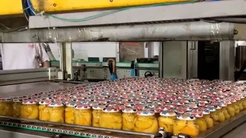 食品車(chē)間生產(chǎn)罐頭,全部采用自動(dòng)化機(jī)械生產(chǎn),工人們上班輕松多了